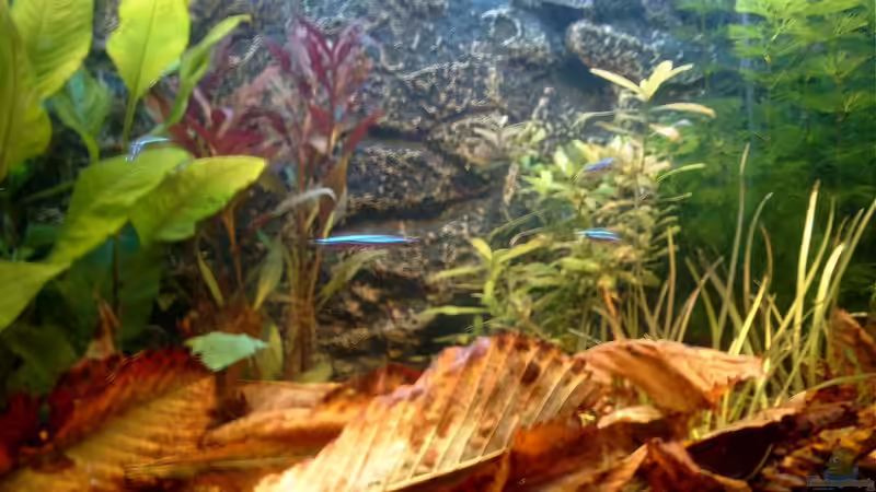 Pflanzen im Aquarium Becken 3622 von Hans-Peter Kröher (12)