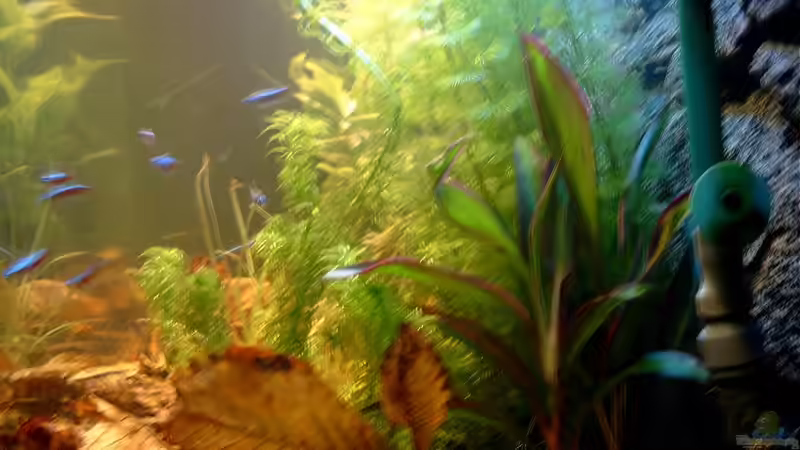 Pflanzen im Aquarium Becken 3622 von Hans-Peter Kröher (13)