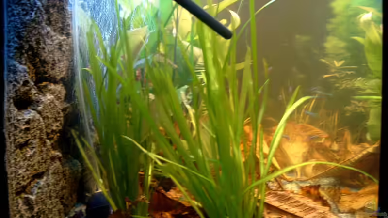 Pflanzen im Aquarium Becken 3622 von Hans-Peter Kröher (14)