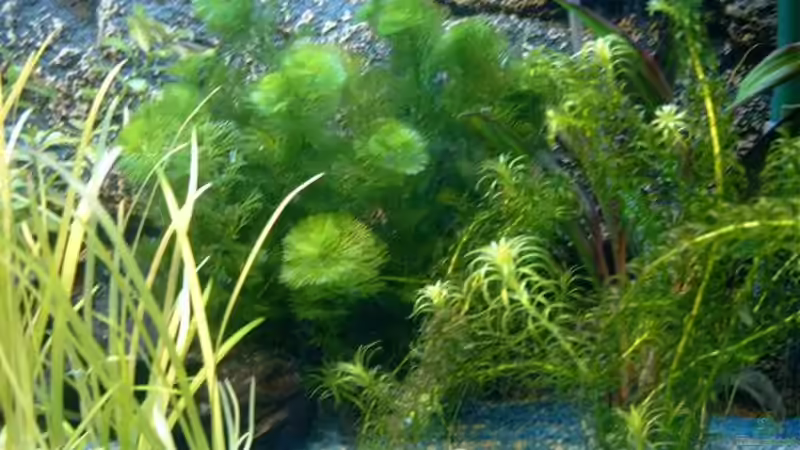 Pflanzen im Aquarium Becken 3622 von Hans-Peter Kröher (4)