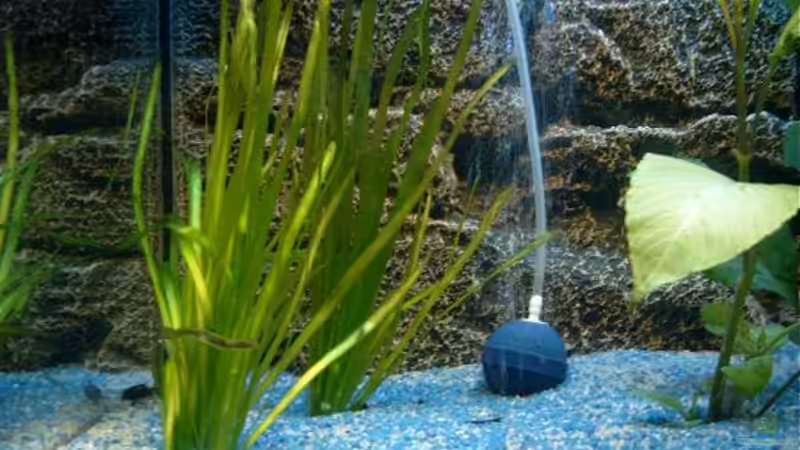 Pflanzen im Aquarium Becken 3622 von Hans-Peter Kröher (5)