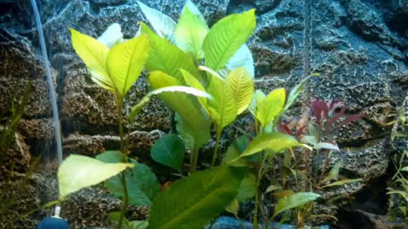 Pflanzen im Aquarium Becken 3622 von Hans-Peter Kröher (6)