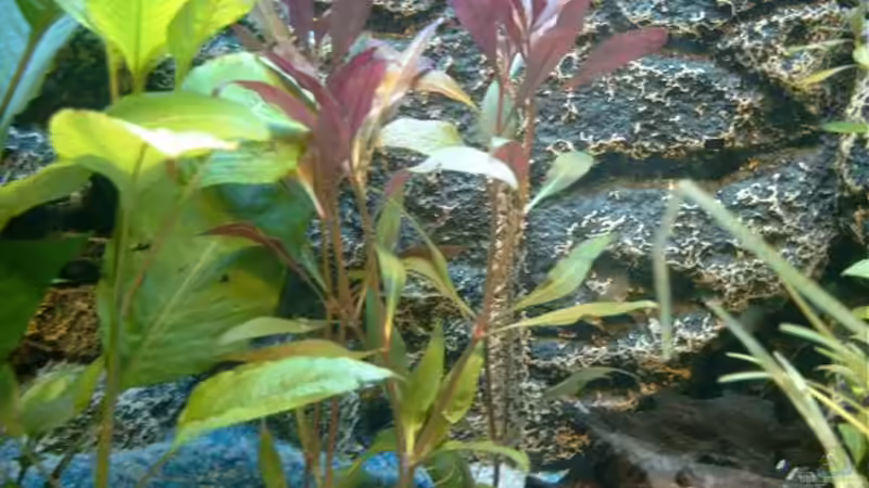 Pflanzen im Aquarium Becken 3622 von Hans-Peter Kröher (7)