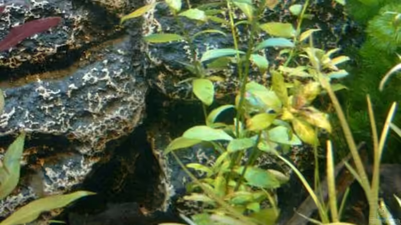 Pflanzen im Aquarium Becken 3622 von Hans-Peter Kröher (8)