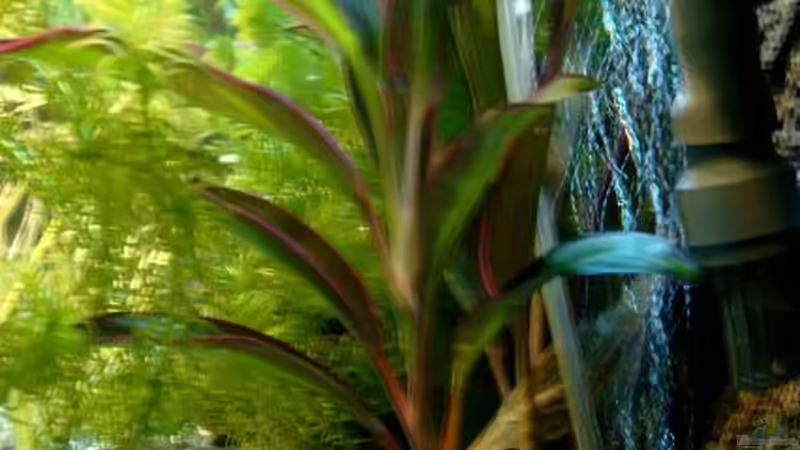 Pflanzen im Aquarium Becken 3622 von Hans-Peter Kröher (9)
