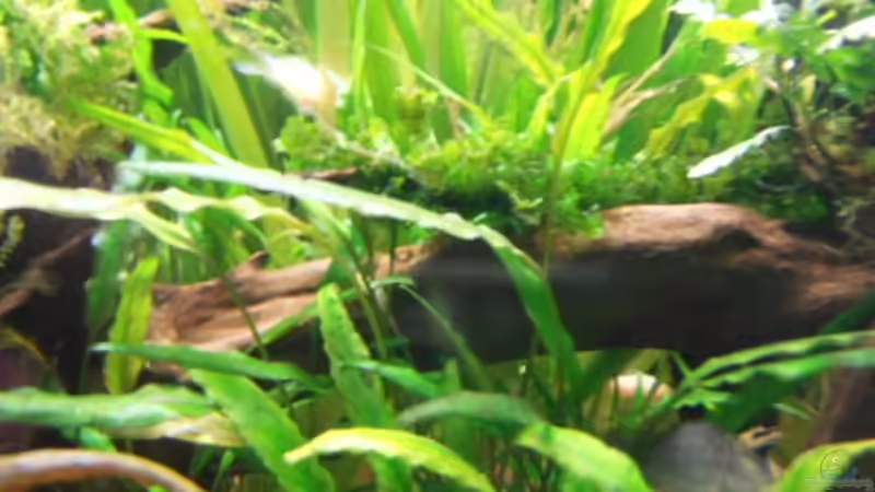 Pflanzen im Aquarium Becken 3629 von Thomas Walla (4)