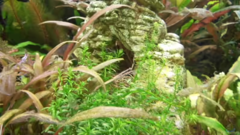 Pflanzen im Aquarium Becken 3629 von Thomas Walla (5)