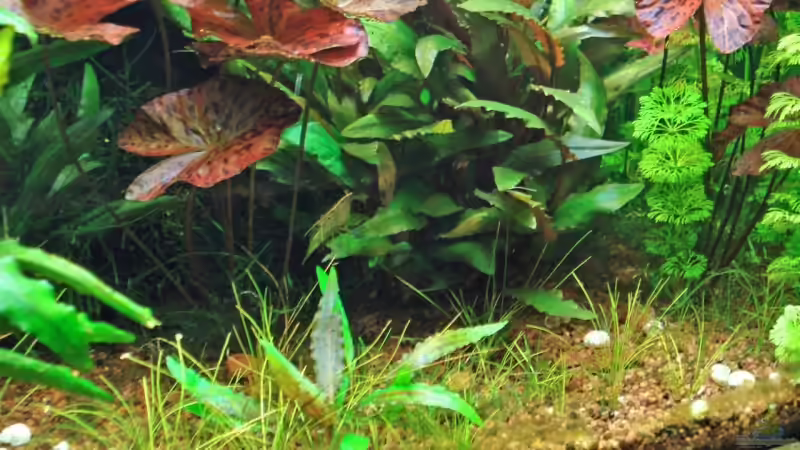 Pflanzen im Aquarium Becken 3630 von Seifert Daniel (6)