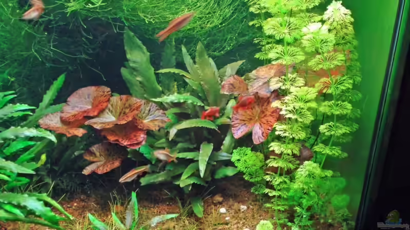 Pflanzen im Aquarium Becken 3630 von Seifert Daniel (7)