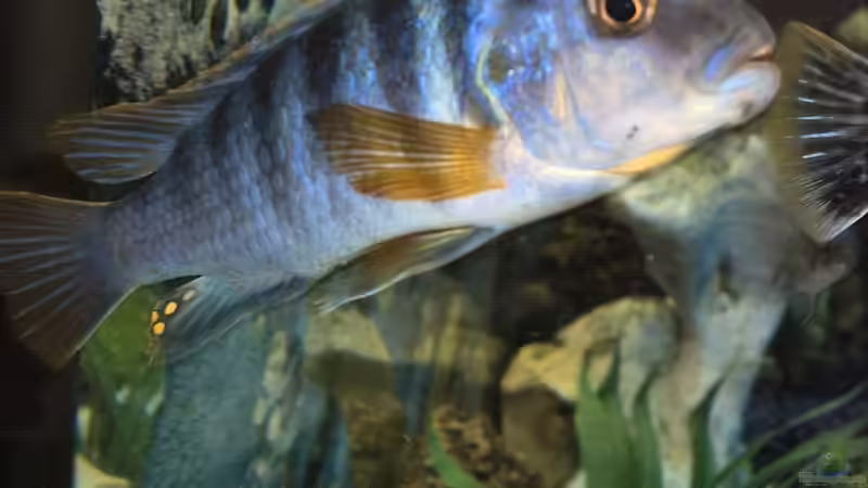 Pflanzen im Aquarium Becken 3631 von Uwe Krieg (3)