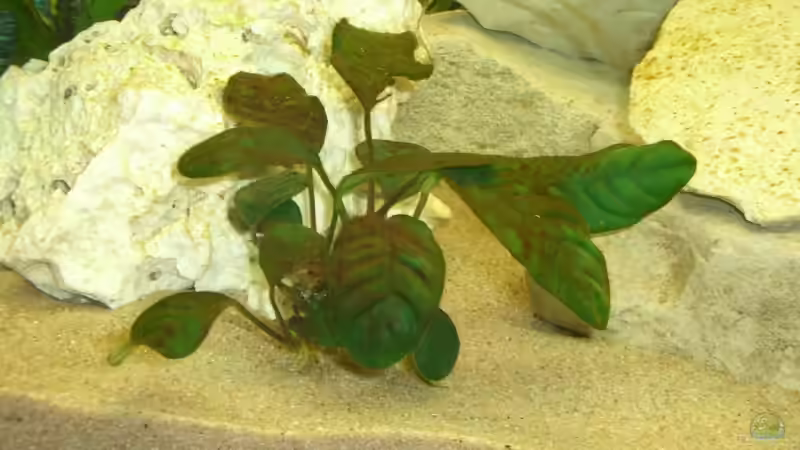 Pflanzen im Aquarium Becken 3646 von Sebastian Eckert (3)