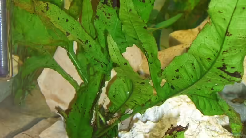 Pflanzen im Aquarium Becken 3646 von Sebastian Eckert (4)