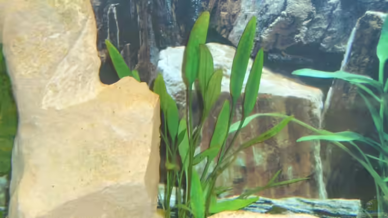 Pflanzen im Aquarium Becken 3646 von Sebastian Eckert (5)