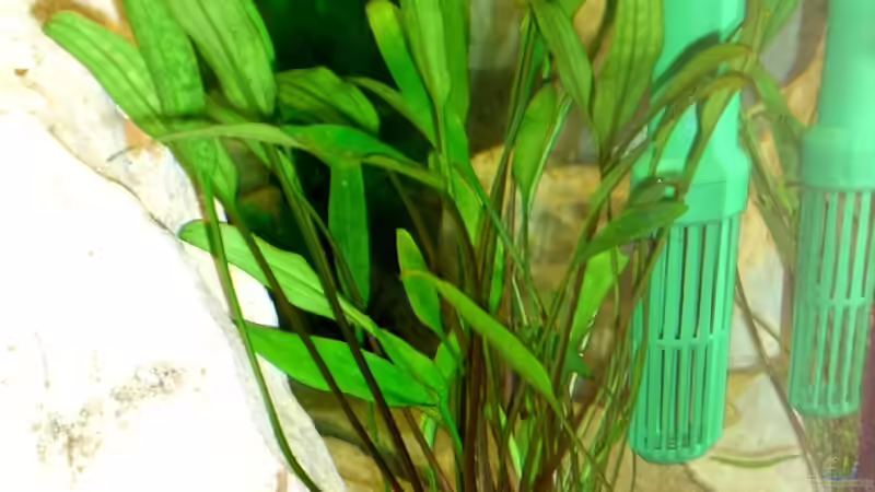 Pflanzen im Aquarium Becken 3646 von Sebastian Eckert (6)