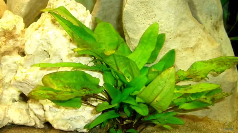 Pflanzen im Aquarium Becken 3646 von Sebastian Eckert (7)