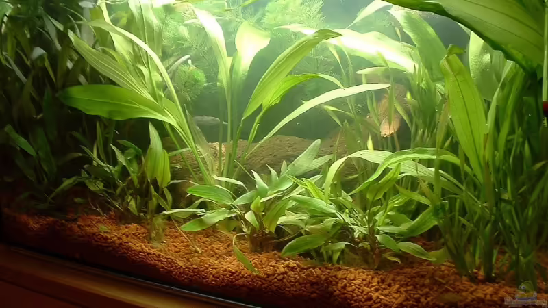 Pflanzen im Aquarium Becken 3663 von Sascha Keltz (4)