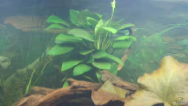 Pflanzen im Aquarium Becken 3686 von Patrick Ebert (10)