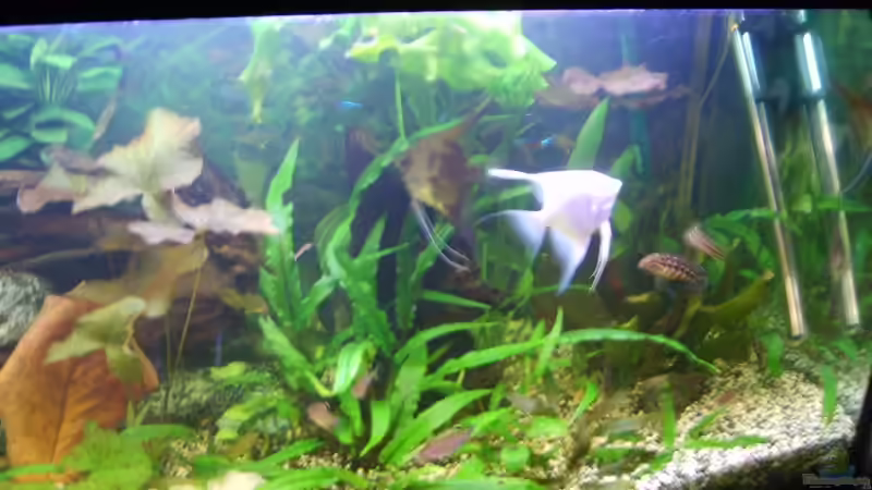 Pflanzen im Aquarium Becken 3686 von Patrick Ebert (11)