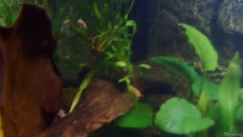 Pflanzen im Aquarium Becken 3686 von Patrick Ebert (6)