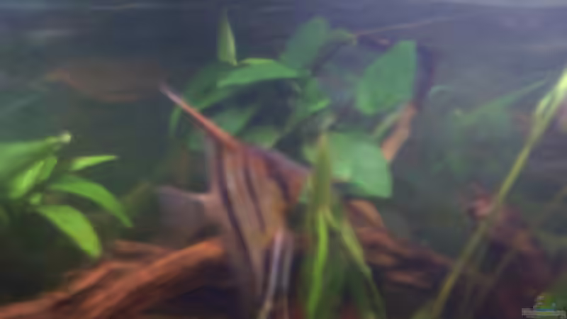 Pflanzen im Aquarium Becken 3686 von Patrick Ebert (7)