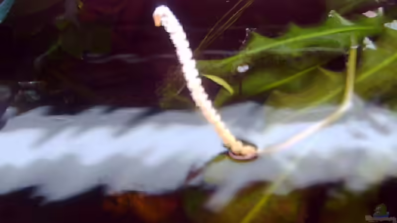 Pflanzen im Aquarium Becken 3686 von Patrick Ebert (8)