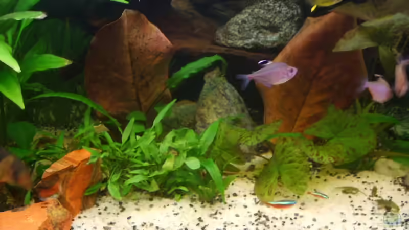 Pflanzen im Aquarium Becken 3686 von Patrick Ebert (9)