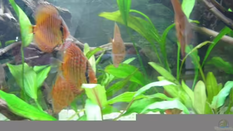 Pflanzen im Aquarium Becken 3700 von Dominic Täuber (3)