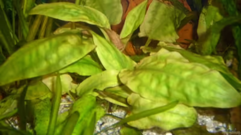 Pflanzen im Aquarium Becken 3704 von Raphael Nelke (7)