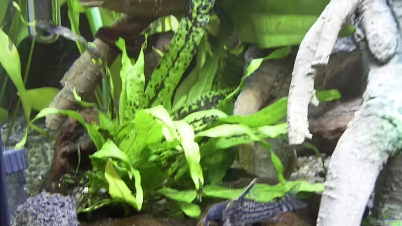 Pflanzen im Aquarium Becken 3712 von Tobias Zimpel (11)