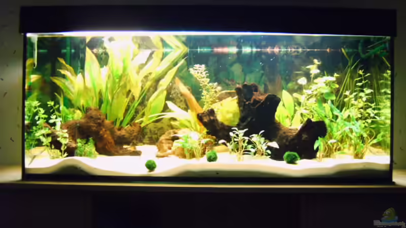 Pflanzen im Aquarium Becken 3712 von Tobias Zimpel (13)