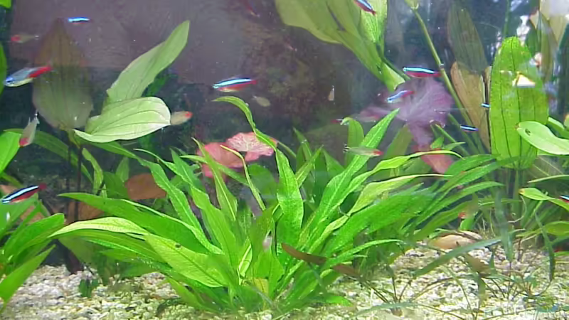 Pflanzen im Aquarium Becken 3721 von Thomas Wehnert (5)