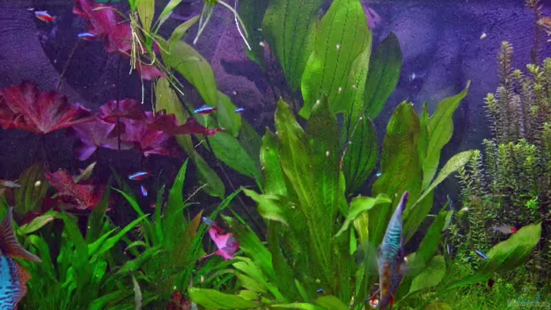 Pflanzen im Aquarium Becken 3721 von Thomas Wehnert (6)