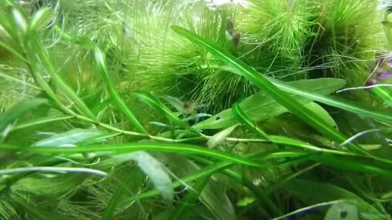 Pflanzen im Aquarium Becken 3748 von Herbst.Sturm (4)