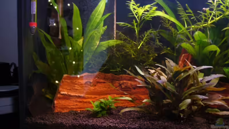 Pflanzen im Aquarium Becken 3754 von Michael Hodina (5)