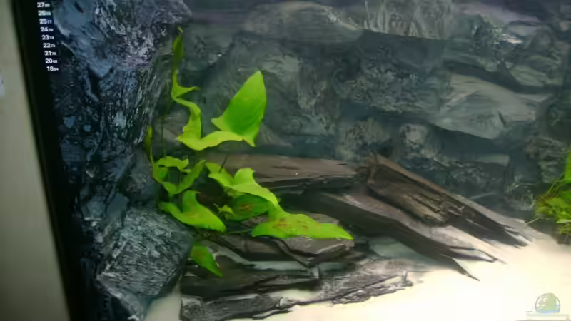 Pflanzen im Aquarium Becken 3764 von Oliver Jaguczak (6)