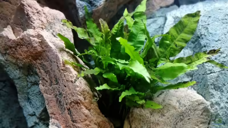 Pflanzen im Aquarium Becken 37662 von Philipp Steinbrück (8)