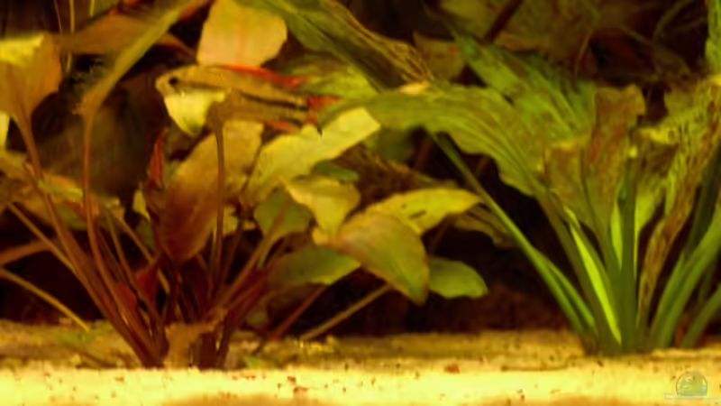 Pflanzen im Aquarium Becken 3771 von Christian Heitmann (3)