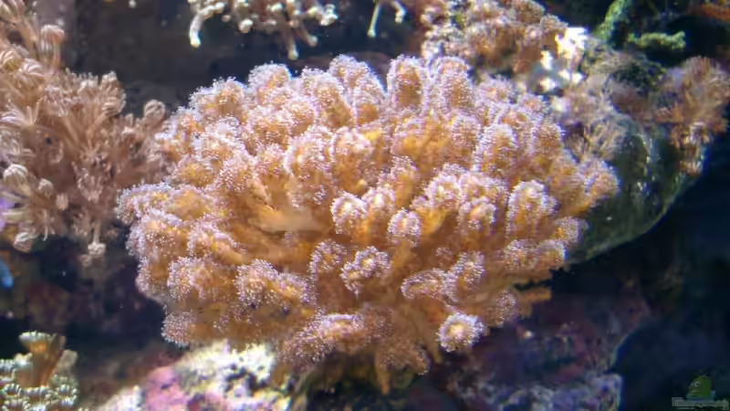 Pflanzen im Aquarium Becken 3782 von Enrico (3)