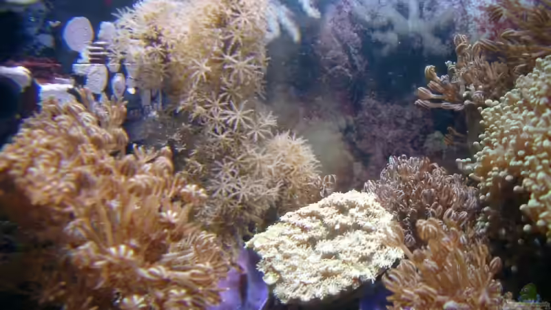 Pflanzen im Aquarium Becken 3782 von Enrico (4)