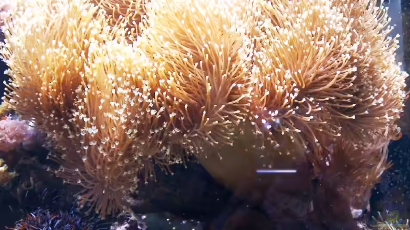 Pflanzen im Aquarium Becken 3782 von Enrico (5)