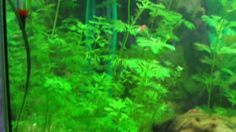 Pflanzen im Aquarium Becken 3783 von Melanie Dreier (10)