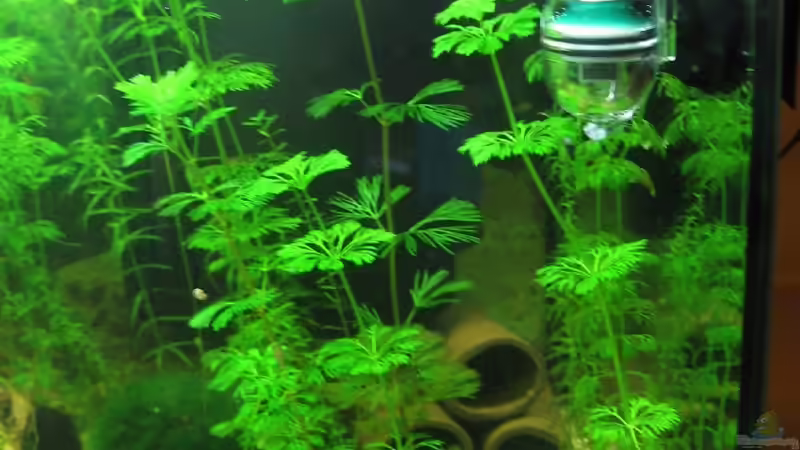 Pflanzen im Aquarium Becken 3783 von Melanie Dreier (11)