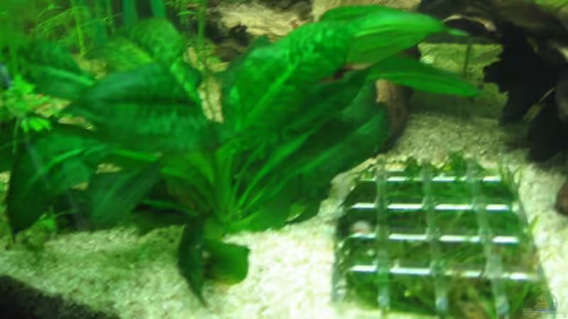 Pflanzen im Aquarium Becken 3783 von Melanie Dreier (13)