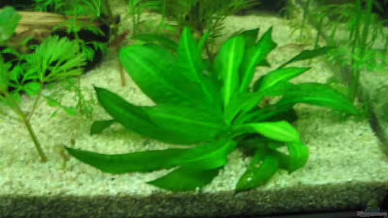 Pflanzen im Aquarium Becken 3783 von Melanie Dreier (8)