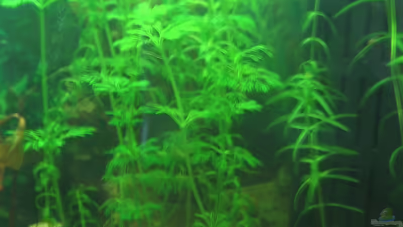 Pflanzen im Aquarium Becken 3783 von Melanie Dreier (9)