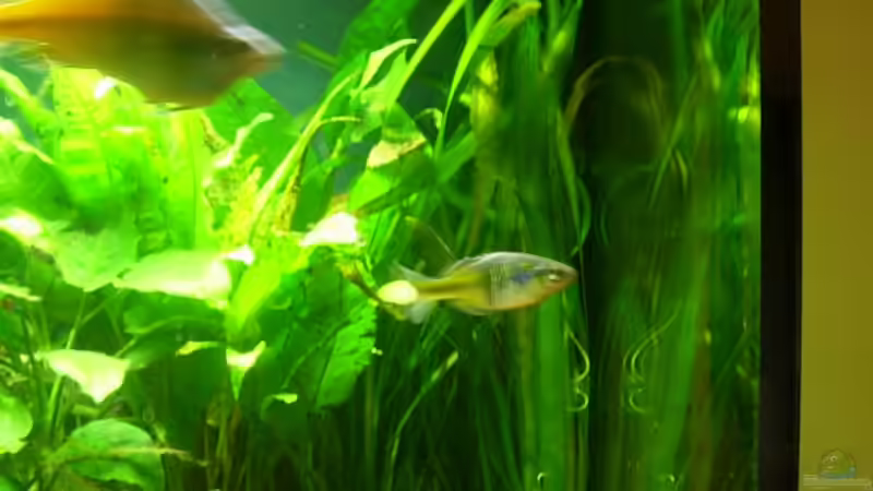 Pflanzen im Aquarium Becken 3848 von Sonja Kopf (5)