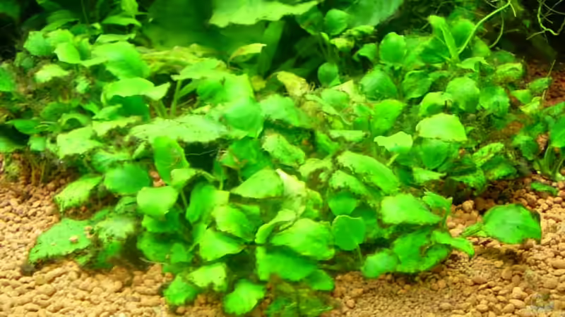 Pflanzen im Aquarium Becken 3848 von Sonja Kopf (6)