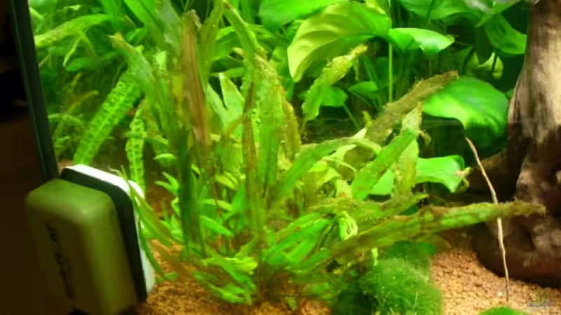 Pflanzen im Aquarium Becken 3848 von Sonja Kopf (8)