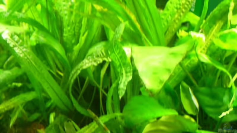 Pflanzen im Aquarium Becken 3848 von Sonja Kopf (9)