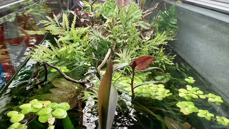 Pflanzen im Aquarium Becken 38582 von wsc (4)